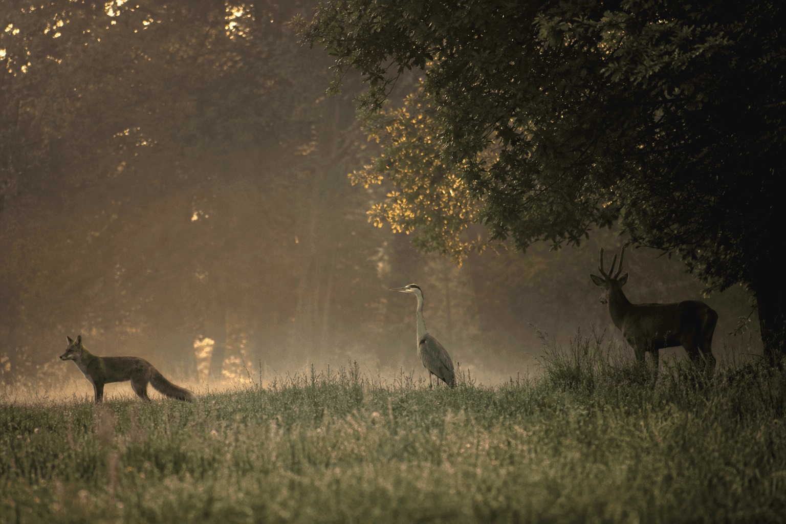 Misty woodland wildlife scene with deer, fox, and heron for random animal drawing prompts